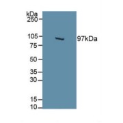 Western blot analysis of Mouse Brain Tissue.