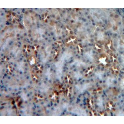 Protein O-GlcNAcase / MGEA5 (OGA) Antibody