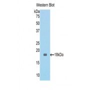 Western blot analysis of recombinant Mouse NAGase.