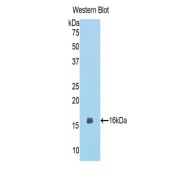 Western blot analysis of the recombinant protein.