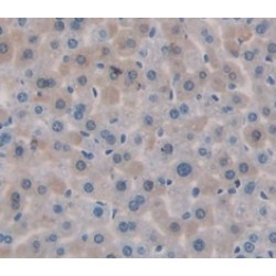 Protein O-GlcNAcase / MGEA5 (OGA) Antibody