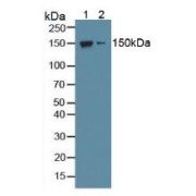 Western blot analysis of (1) Mouse Brain Tissue and (2) Mouse Cerebellum Tissue.