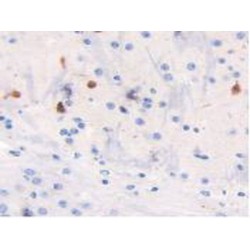 Nitric Oxide Synthase, Brain (NOS1) Antibody