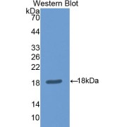 Western blot analysis of the recombinant protein.