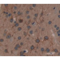 Nitric Oxide Synthase, Brain (NOS1) Antibody