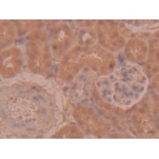 IHC-P analysis of Mouse Kidney Tissue, with DAB staining.