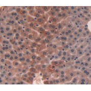 IHC-P analysis of Mouse Tissue, with DAB staining.