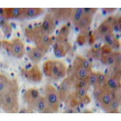 Plasminogen Activator Inhibitor 2 (PAI2) Antibody