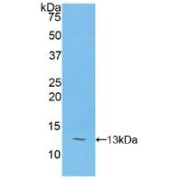 Western blot analysis of recombinant Cow PIGR.