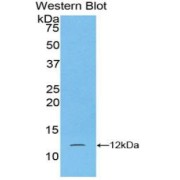 Western blot analysis of the recombinant protein.