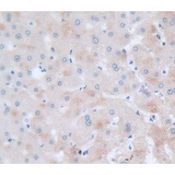 S100 Calcium Binding Protein A5 (S100A5) Antibody