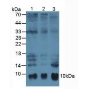 Western blot analysis of (1) Human HeLa cells, (2) Human A549 Cells and (3) Human Mcf7 Cells.