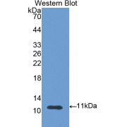 Western blot analysis of the recombinant protein.