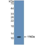 Western blot analysis of recombinant Mouse S100A8.