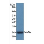 Western blot analysis of recombinant Human S100A9.