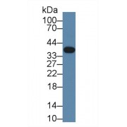 Western blot analysis of Mouse Eye lysate, using Mouse TNNT1 Antibody (1 µg/ml) and HRP-conjugated Goat Anti-Rabbit antibody (<a href="https://www.abbexa.com/index.php?route=product/search&amp;search=abx400043" target="_blank">abx400043</a>, 0.2 µg/ml).