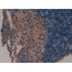 Acyl Carrier Protein, Mitochondrial (ACP) Antibody