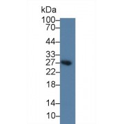 Western blot analysis of Rat Spleen lysate, using Mouse BAFFR Antibody (2 µg/ml) and HRP-conjugated Goat Anti-Rabbit antibody (<a href="https://www.abbexa.com/index.php?route=product/search&amp;search=abx400043" target="_blank">abx400043</a>, 0.2 µg/ml).