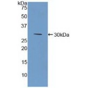 Western blot analysis of recombinant Human BST1.