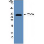 Western blot analysis of recombinant Human DDIT3.
