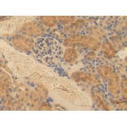 Endothelial Cell Adhesion Molecule (ESAM) Antibody