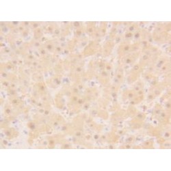 Glutathione S Transferase Alpha 2 (GSTa2) Antibody