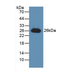 Glutathione S Transferase Alpha 3 (GSTa3) Antibody