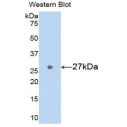 Glutathione S Transferase Alpha 3 (GSTa3) Antibody