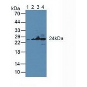 Western blot analysis of (1) Human HeLa cells, (2) Human Raji Cells, (3) Mouse Liver Tissue and (4) Mouse Heart Tissue.