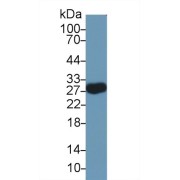 Western blot analysis of Mouse Cerebellum lysate, using Rat MOG Antibody (2 µg/ml) and HRP-conjugated Goat Anti-Rabbit antibody (<a href="https://www.abbexa.com/index.php?route=product/search&amp;search=abx400043" target="_blank">abx400043</a>, 0.2 µg/ml).