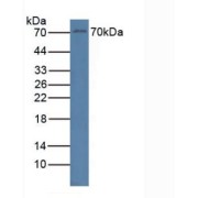 Western blot analysis of Human Jurkat Cells.