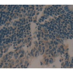 C-C Motif Chemokine 21 (CCL21) Antibody