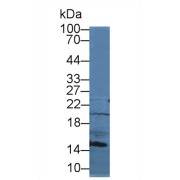 Western blot analysis of Mouse Spleen lysate, using Mouse SLC Antibody (2 µg/ml) and HRP-conjugated Goat Anti-Rabbit antibody (<a href="https://www.abbexa.com/index.php?route=product/search&amp;search=abx400043" target="_blank">abx400043</a>, 0.2 µg/ml).