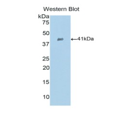 C-C Motif Chemokine 21 (CCL21) Antibody