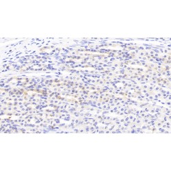 C-C Motif Chemokine 21 (CCL21) Antibody