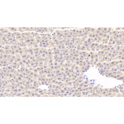 C-C Motif Chemokine 21 (CCL21) Antibody