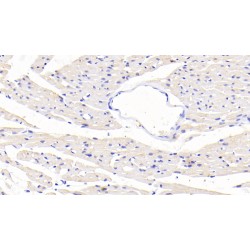 C-C Motif Chemokine 21 (CCL21) Antibody