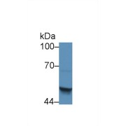 Western blot analysis of Human HepG2 cell lysate, using Mouse SCCA2 Antibody (5 µg/ml) and HRP-conjugated Goat Anti-Rabbit antibody (<a href="https://www.abbexa.com/index.php?route=product/search&amp;search=abx400043" target="_blank">abx400043</a>, 0.2 µg/ml).