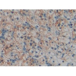 Torsin A Interacting Protein 2 (TOR1AIP2) Antibody