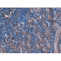 Torsin A Interacting Protein 2 (TOR1AIP2) Antibody