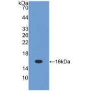 Western blot analysis of recombinant Mouse TGFb1.