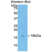 Western blot analysis of recombinant Rat TGFB1 protein.