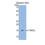 Western blot analysis of the recombinant protein.