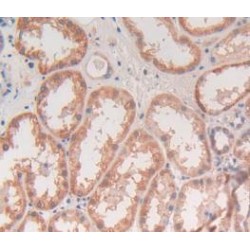 Transforming Growth Factor Beta 3 (TGFb3) Antibody