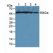 Western blot analysis of (1) Mouse Spleen Tissue, (2) Mouse Kidney Tissue, (3) Mouse Placenta Tissue and (4) Human HeLa cells.