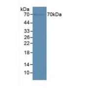 Western blot analysis of Mouse Kidney Tissue.