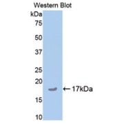 Western blot analysis of the recombinant protein.