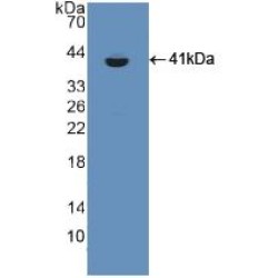 Chondroitin Sulfate Proteoglycan 5 (CSPG5) Antibody