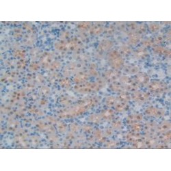 Chondroitin Sulfate Proteoglycan 5 (CSPG5) Antibody