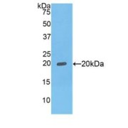 Western blot analysis of recombinant Human FcgBP.